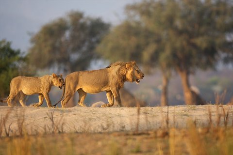 Löwen in der Savanne von Uganda