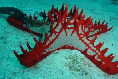 Seestern im Ozean vor Sansibar Auf dem türkisenen Meeresgrund liegt ein weißer Seestern mit roten Rändern und Stacheln.