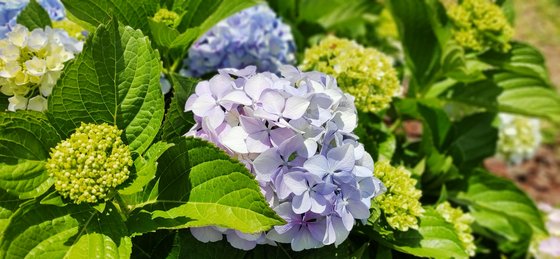 Eine blaue Hortensie auf Madeira