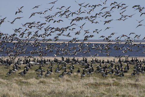 Aufbruch eines Wildgansschwarms in Strandnähe