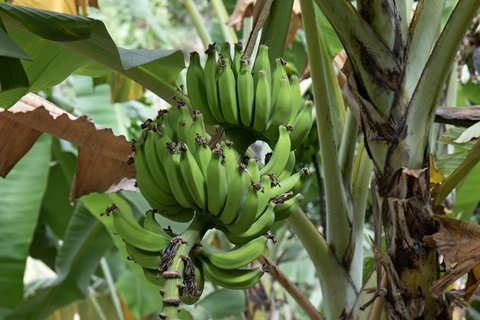 Eine grüne Bananenstaude inmitten von tropischen Pflanzen