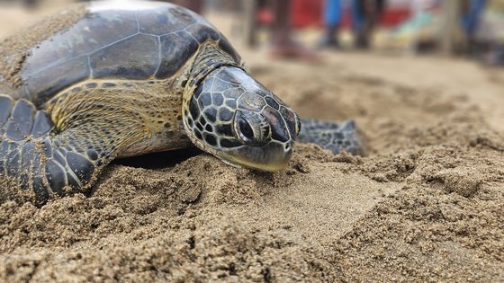Sehr nahsichtig sieht man in der linken Bildhälfte den Kopf und die Vorderflossen einer Schildkröte im Sand.