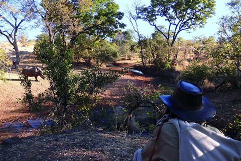 Eine Frau auf freier Safari beobachtet zwei Nilpferde in Sambia