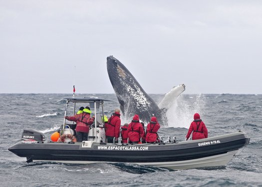 Bootstour mit Walbeobachtung auf den Azoren Eine Gruppe beobachtet von einem Boot aus einen Buckelwal.