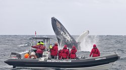 Bootstour mit Walbeobachtung auf den Azoren Eine Gruppe beobachtet von einem Boot aus einen Buckelwal.