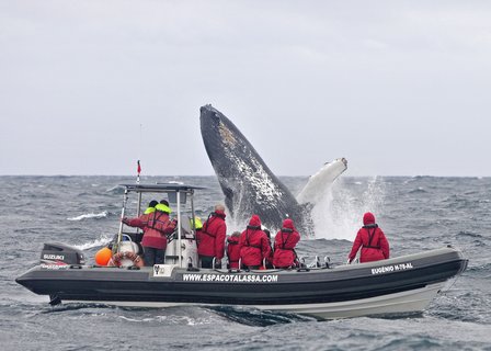 Eine Gruppe beobachtet von einem Boot aus einen Buckelwal.