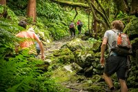 Eine Gruppe wandert durch üppigen Wald auf den Azoren.