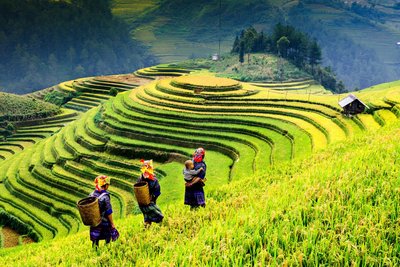 Reisbauern auf den Reisterrassen der Region Sapa