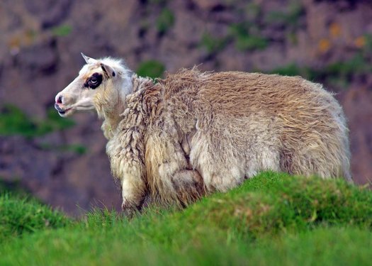 Ein Schaf steht auf einer grünen Wiese.