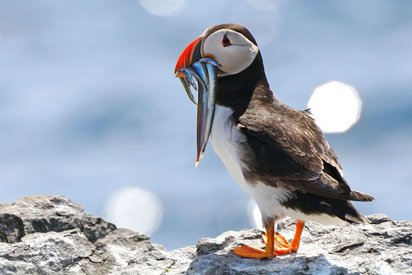 En Papageientaucher Ein Papageientaucher hat Fische gefangen