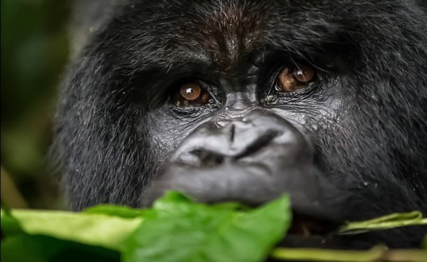 Ein Gorilla frisst Blätter im afrikanischen Dschungel.