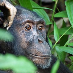 Nahaufnahme Schimpansengesicht im Kibale Forest in Uganda