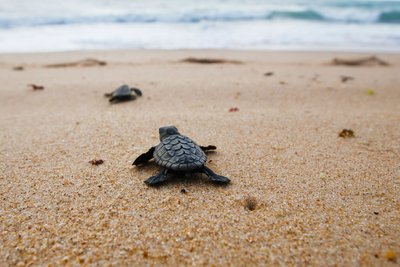 Baby-Schildkröte auf dem Weg in die Freiheit 