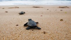 Baby-Schildkröte auf dem Weg in die Freiheit 