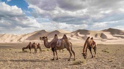 Kamele stehen im Sand in der Wüstenlandschaft