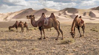 Die Gobi Wüste in der Mongolei Kamele stehen im Sand in der Wüstenlandschaft