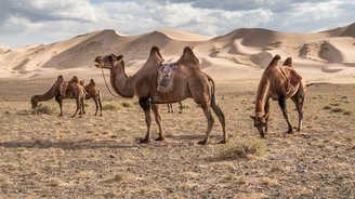 Kamele stehen im Sand in der Wüstenlandschaft