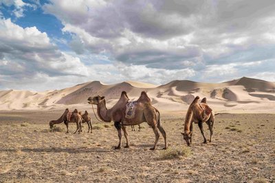 Kamele stehen im Sand in der Wüstenlandschaft