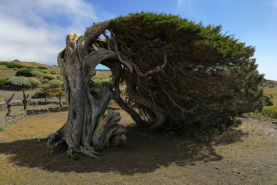 Naturgewalten auf El Hierro Ein vom Wind verbogener Baum auf der Kanaren-Insel El Hierro.