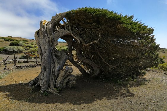 Ein vom Wind verbogener Baum auf der Kanaren-Insel El Hierro.
