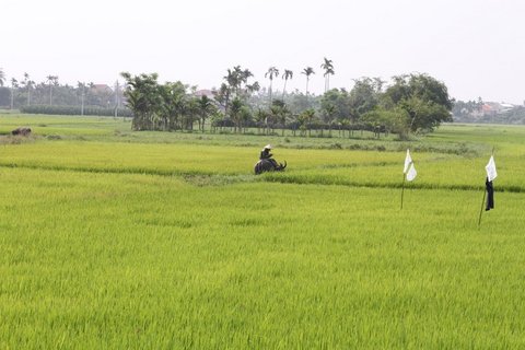 Blick auf die Reisfelder in Vietnam