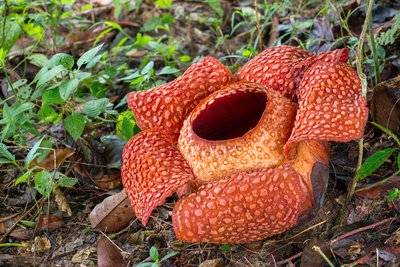 Rote Riesenblüte Rafflesia im Dschungel von Malaysia.