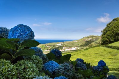 Blaue Hortensien am Meer auf den Azoren