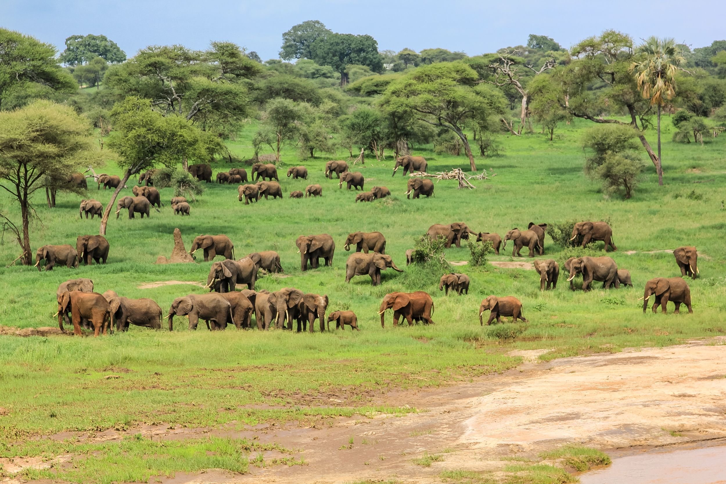 Elefantenherde auf grüner Grassavanne in Tansania