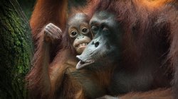 Orang Utans Familie Eine Orang Utan Familie