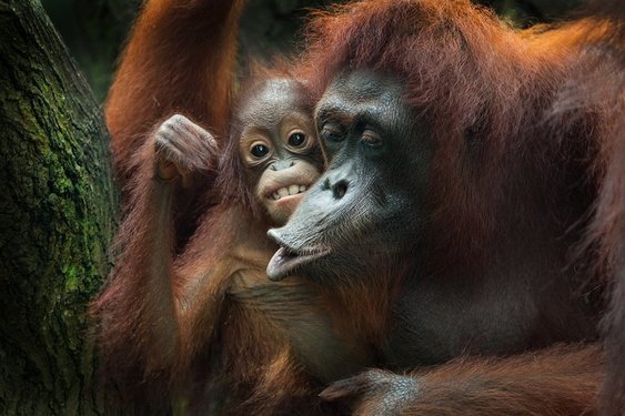 Eine Orang Utan Familie 