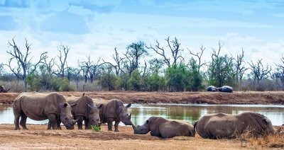 Eine Gruppe Nashörner stehen und liegen vor einem Wasserloch. Am gengenüberliegenden Ufer sieht man noch ein paar weitere Tiere, dahinter niedrige grüne Bäume sowie blattlose höhere Baumskelette.