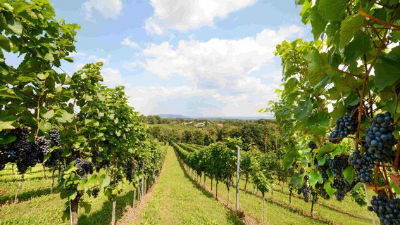 Weinreben in Österreich Ein idyllischer Weinberg in Österreich mit üppigen grünen Reben und reifen blauen Trauben.