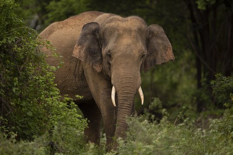 Elefant kommt hinter einem Busch hervor gelaufen