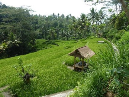 Grünes Feld in Indonesien 