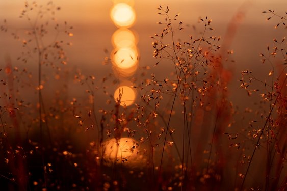 Warmes Licht scheint durch eine Blume in Norwegen