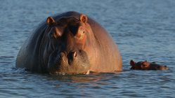 Eine Nilpferd-Mutter schwimmt mit Ihrem Nachwuchs in einem See