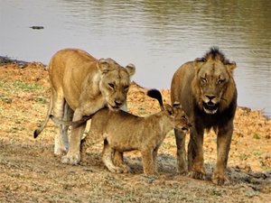 Eine Löwenfamilie am Ufer eines Flusses