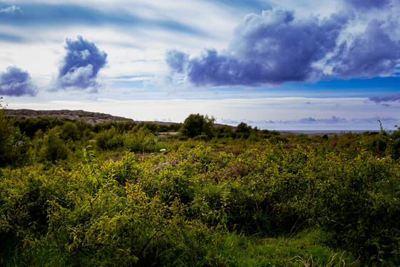 Küstenflora im Naturschutzgebiet Ramsvikslandet Die untere Bildhälfte wird von einer grünen Kraut- und Buschlandschaft dominiert, über der sich ein blau-weißer Himmel mit einzelnen dräuenden Wolken erhebt.