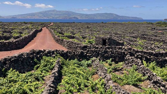 Zwischen Mauern aus schwarzem Gestein wachsen Weinreben.