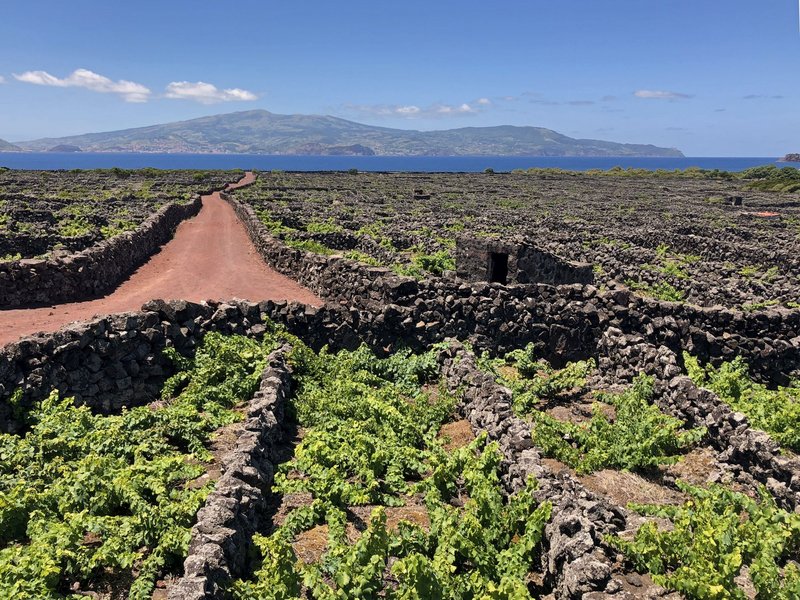 Wo ist es auf Pico am schönsten? Die Highlights der Azoreninsel