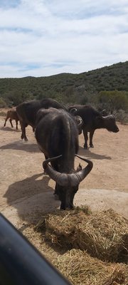 Auf dem extrem hochformatigen Foto sieht man zentral einen Heuballen fressenden Büffel. Hinter ihm stehen noch zwei weitere große Büffel und ein -kalb. Im Hintergrund erhebt sich ein sanft ansteigender, grün bewachsener Hügel.