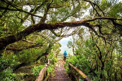 Wanderung durch den jahrhunderte alten Wald