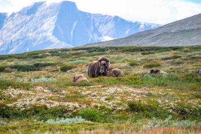 Moschusochsen im Sunndalsfjella-Nationalpark Auf einer Wiese steht und liegt eine Gruppe von Moschusochsen, im Hintergrund Berge.