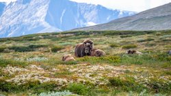 Auf einer Wiese steht und liegt eine Gruppe von Moschusochsen, im Hintergrund Berge.