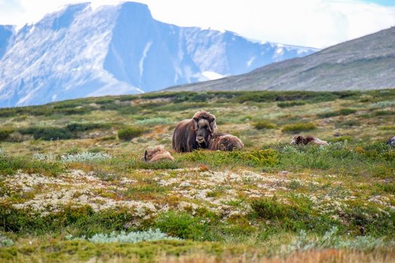 Auf einer Wiese steht und liegt eine Gruppe von Moschusochsen, im Hintergrund Berge.