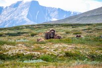 Auf einer Wiese steht und liegt eine Gruppe von Moschusochsen, im Hintergrund Berge.