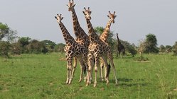 Vier Giraffen stehen auf einer Wiese