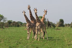Vier Giraffen stehen auf einer Wiese