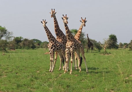 Vier Giraffen stehen auf einer Wiese