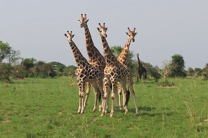 Vier Giraffen stehen auf einer Wiese
